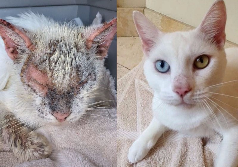 Dermatofitose em gatos