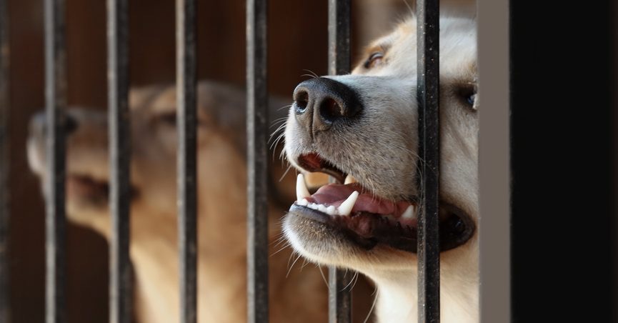 Direitos dos Animais