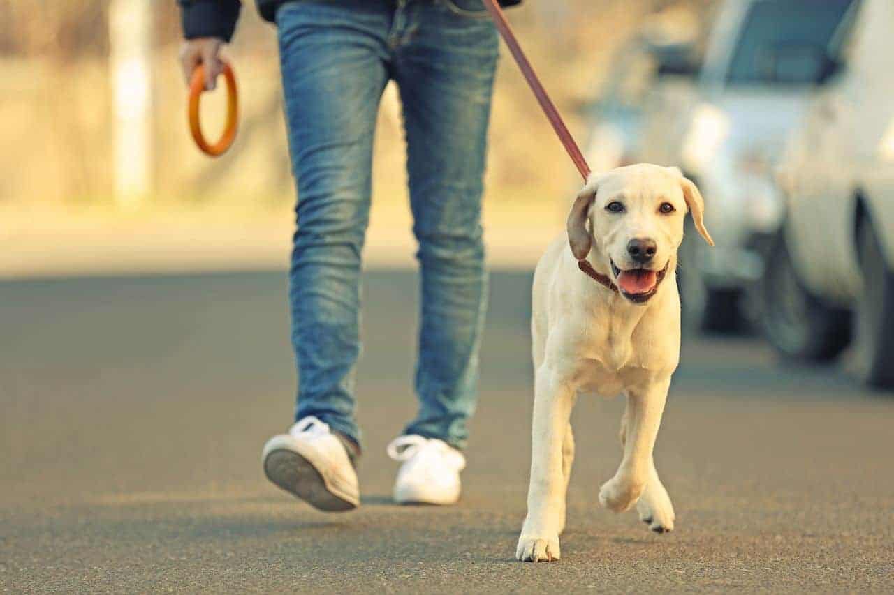 Displasia da anca em cães