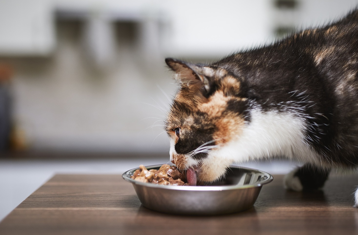 gato a comer comida húmida