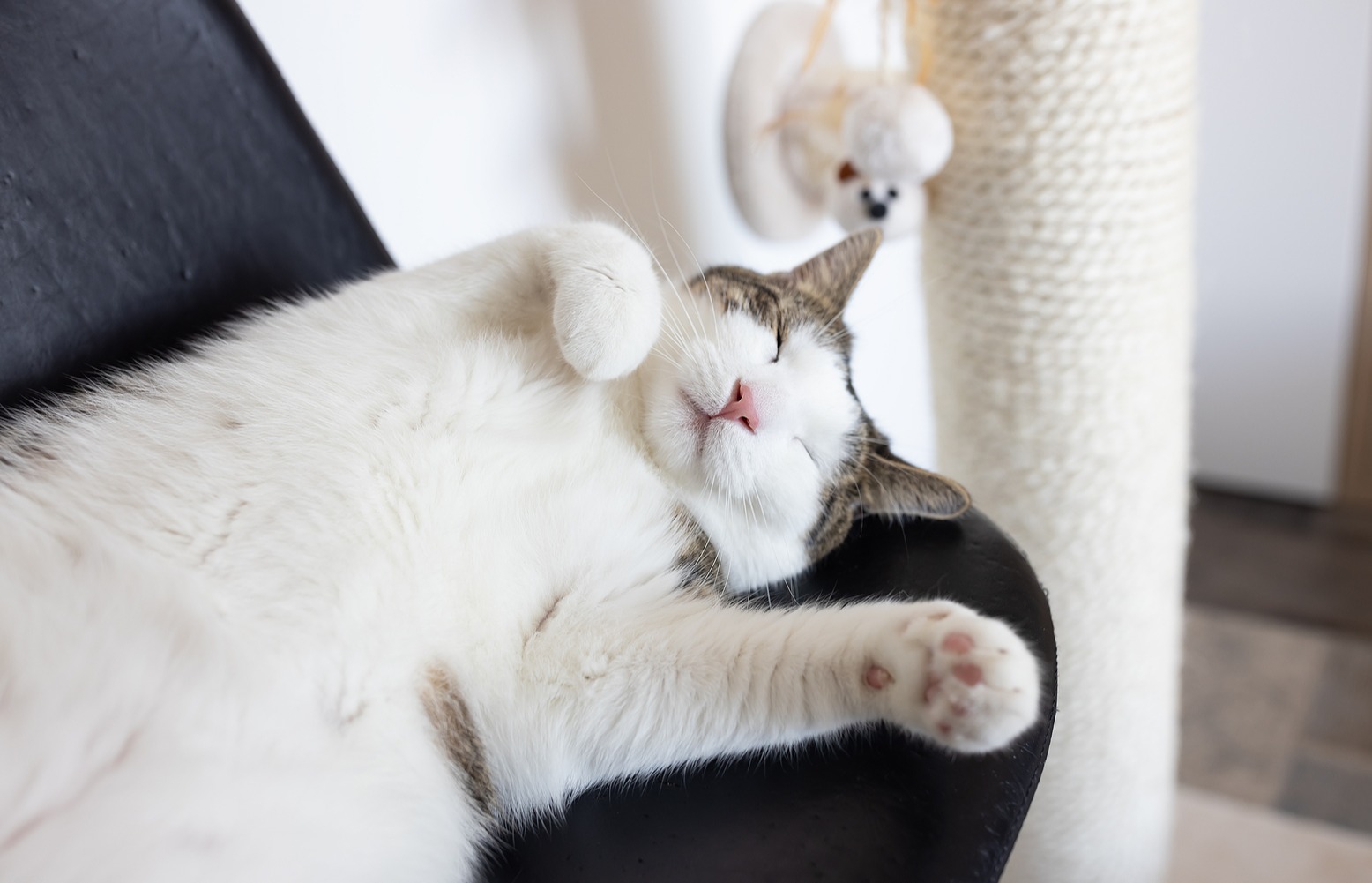 gato a dormir em hotel para gatos