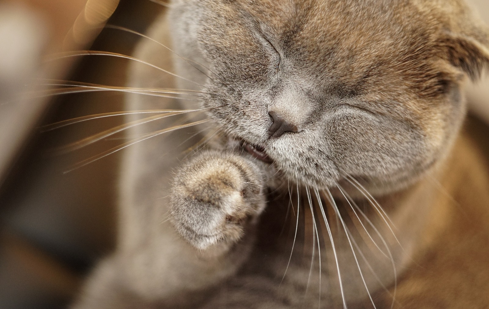 gato a lamber a pata de olhos fechados