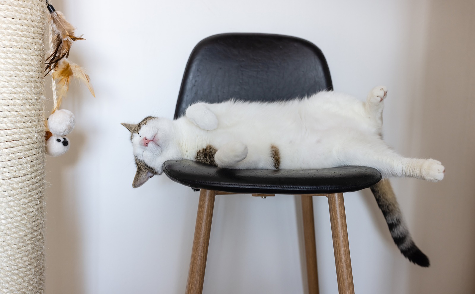 gato a dormir numa cadeira perto de um arranhador e brinquedo