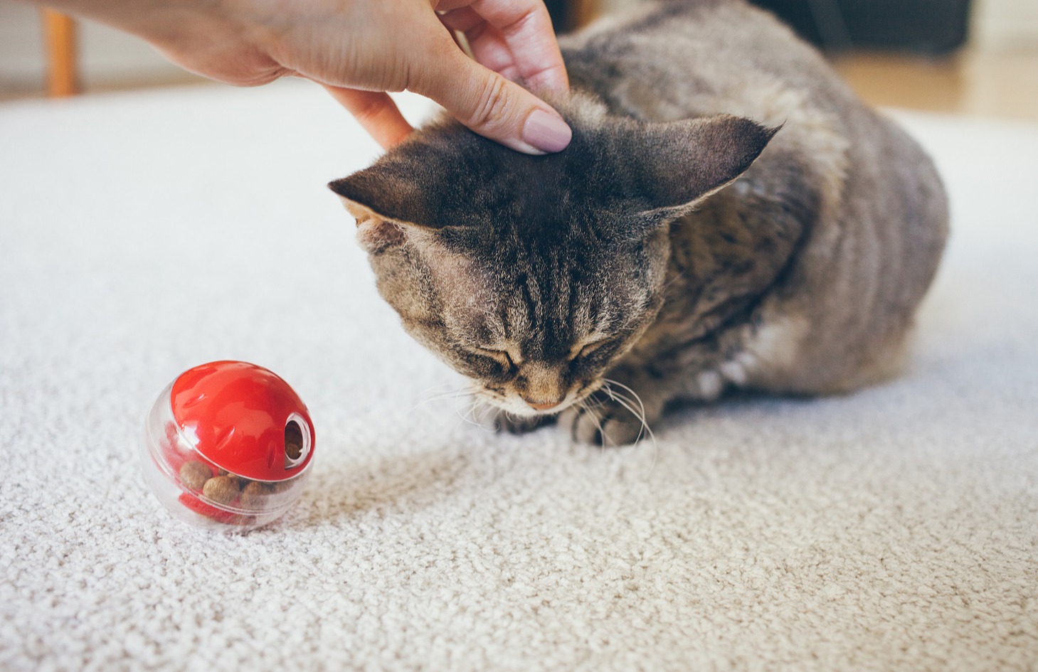 gato a receber festas e brinquedo de distribuição de alimentos 