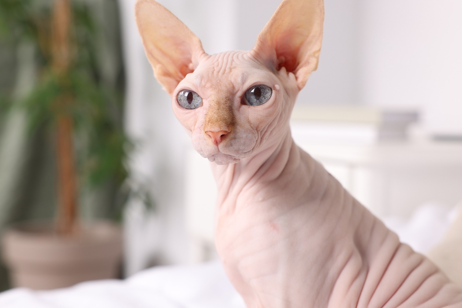 gato Sphynx em casa 