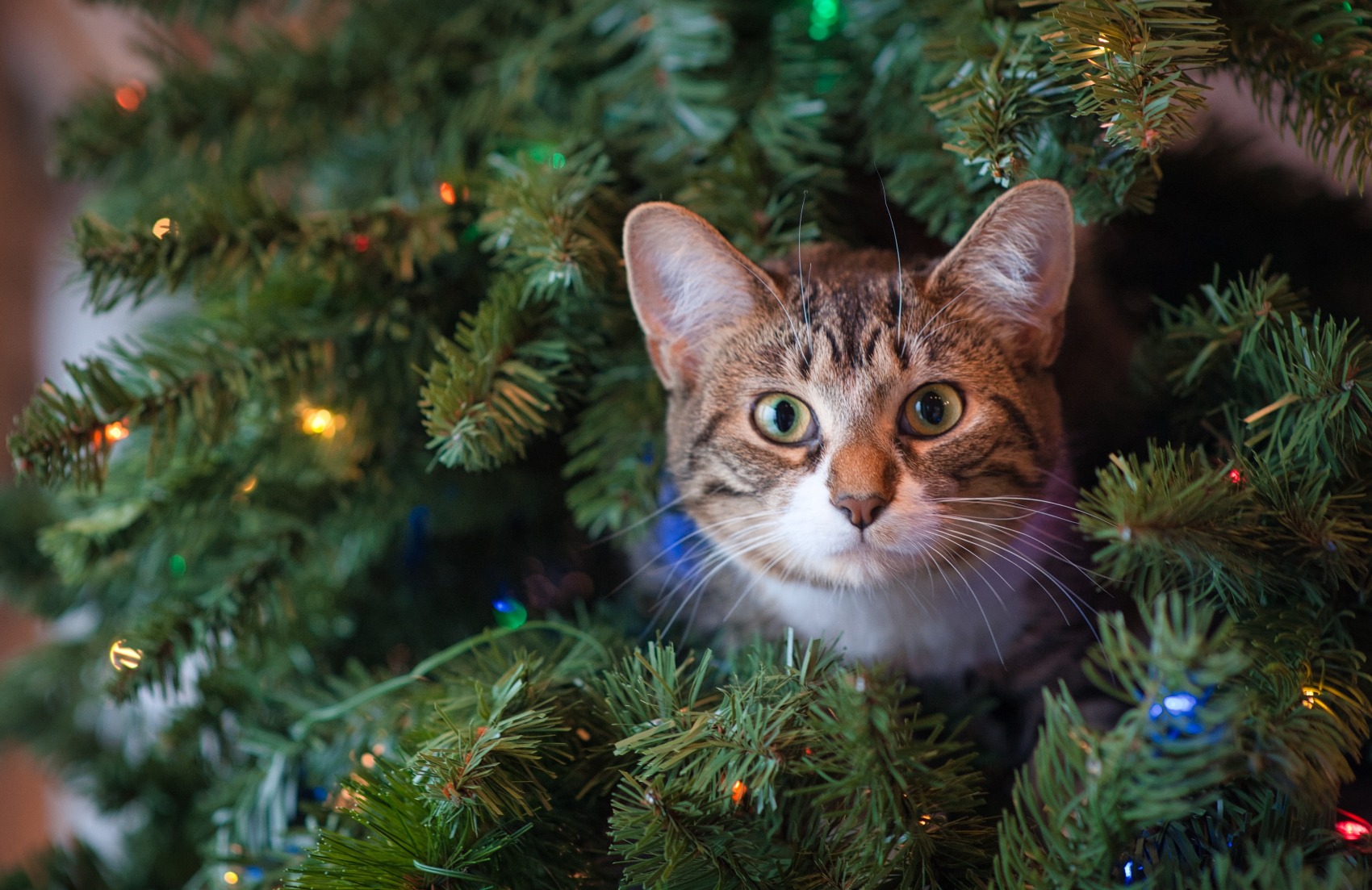 O Natal dos nossos animais de estimação