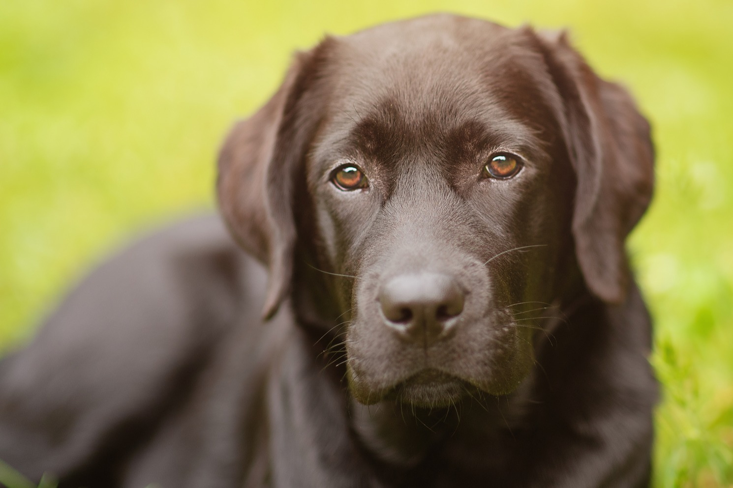 labrador retriever deitado na relva