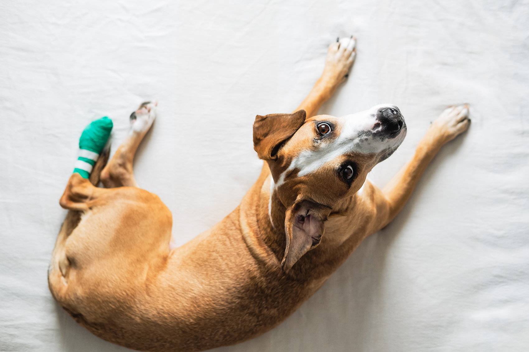 lesões animais fisioterapia