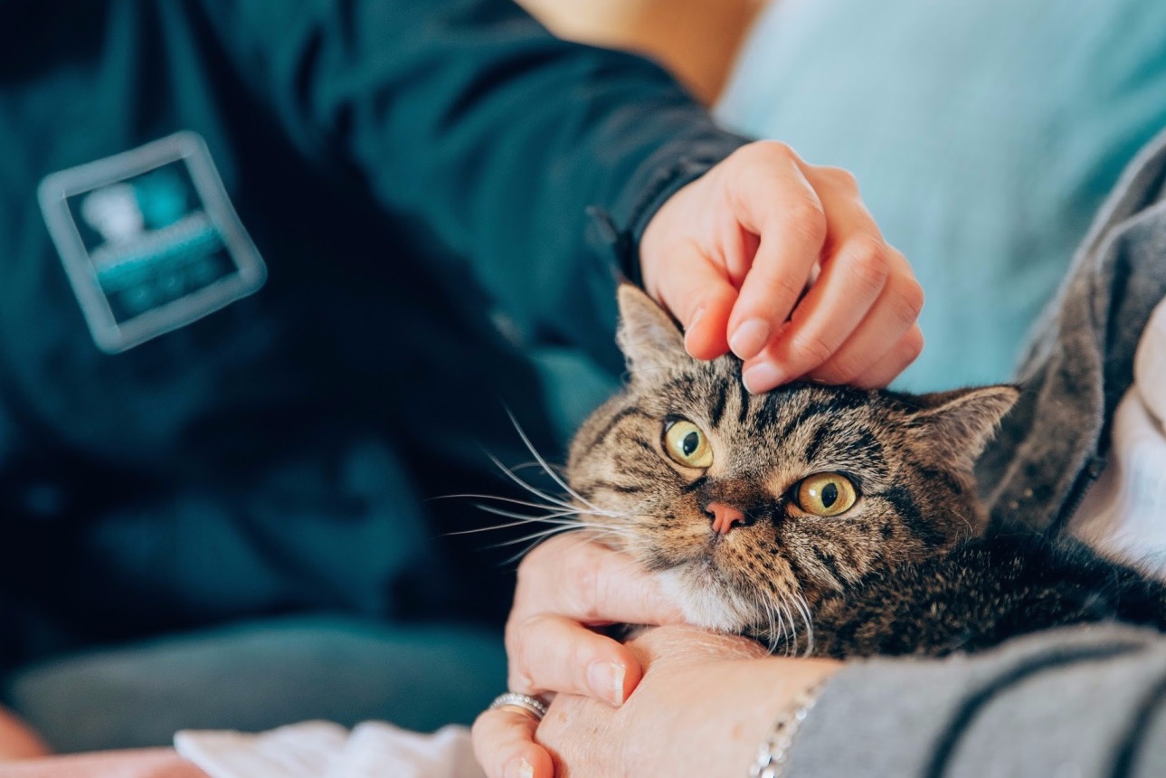 Importância do médico veterinário 