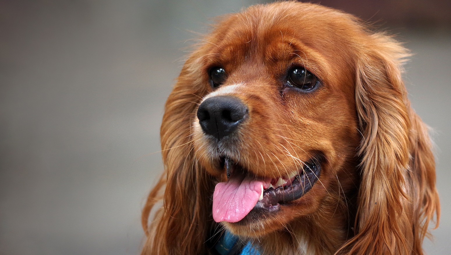 melanoma em Cocker Spaniel 