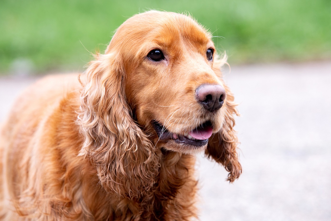 Otohematoma em cocker spaniel