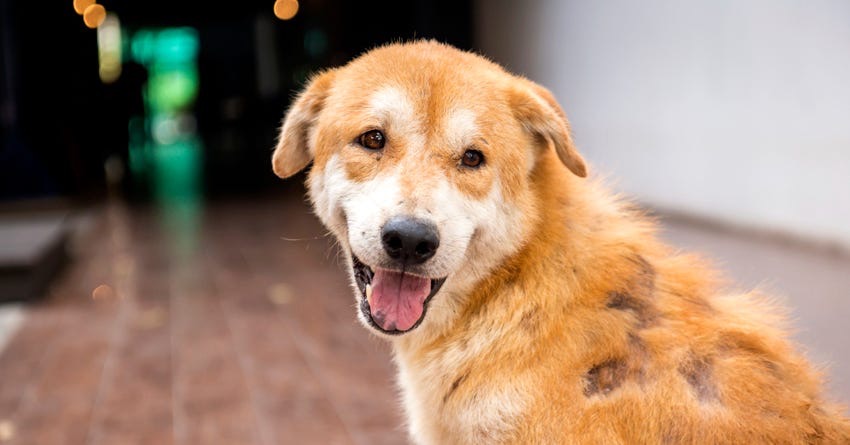 Perda de pelo em cães