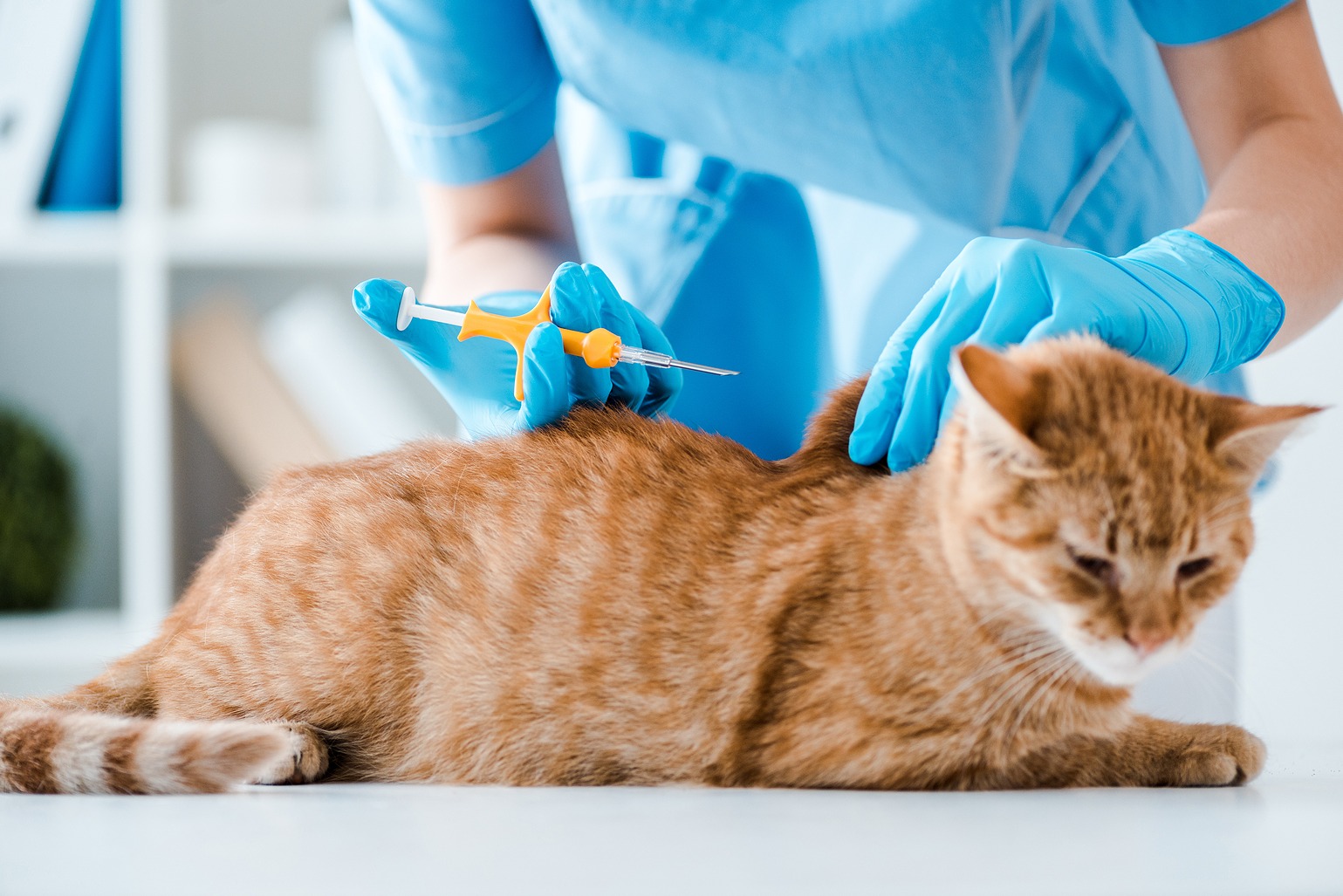 veterinário a colocar um thermochip num gato