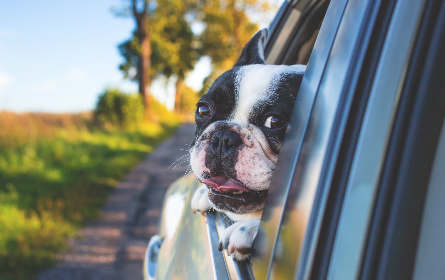 Transporte de Animais de Estimação