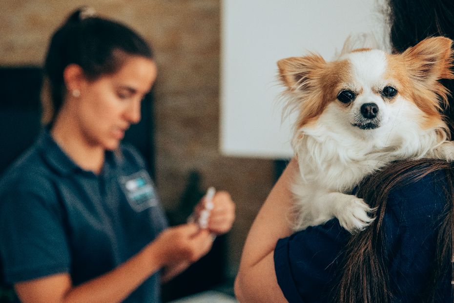 Vacinação de Animais de Estimação